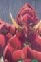 Nonton film High School DxD Season 4 Episode 6 terbaru di Dutamovie21 Nonton film High School DxD Season 4 Episode 6 terbaru di Dutamovie21