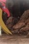 Nonton film Pokémon Horizons: The Series Season 1 Episode 24 terbaru di Dutamovie21 Nonton film Pokémon Horizons: The Series Season 1 Episode 24 terbaru di Dutamovie21